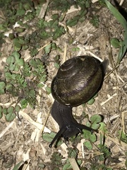 Helminthoglypta tudiculata