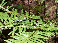 Austroargiolestes amabilis