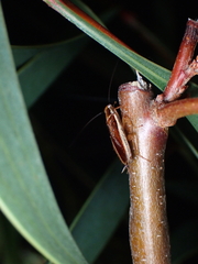 Balta bicolor