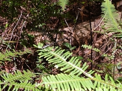 Austroargiolestes amabilis