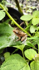 Chalcorana parvaccola