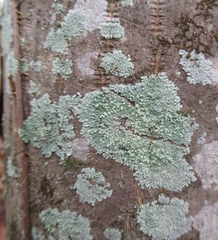 Parmeliaceae