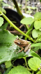 Chalcorana parvaccola