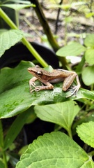 Chalcorana parvaccola