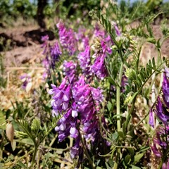 Vicia villosa