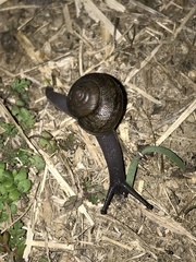 Helminthoglypta tudiculata