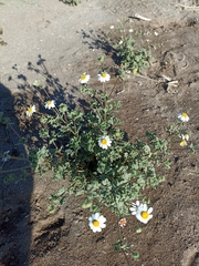 Perityle crassifolia