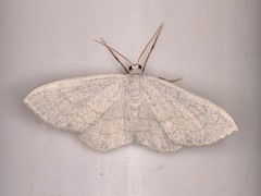 Acratodes suavata