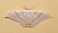 Epiplema albipennaria