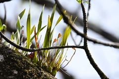 Maxillaria subrepens