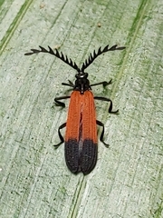 Metriorrhynchini
