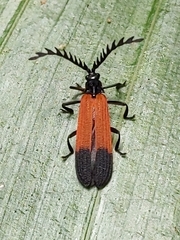 Metriorrhynchini