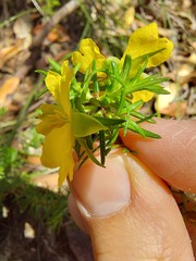 Hibbertia ericifolia