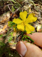 Hibbertia ericifolia
