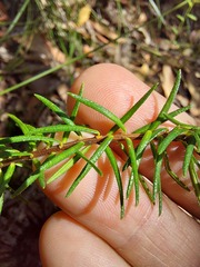 Hibbertia ericifolia