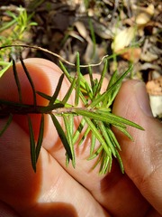 Hibbertia ericifolia