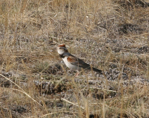 Mongolian Lark (Melanocorypha mongolica), photo 5