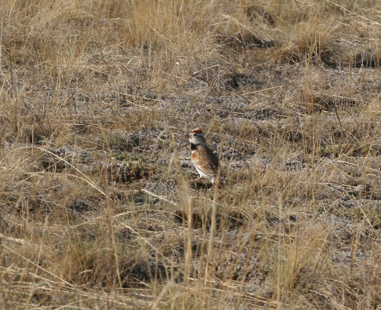 Mongolian Lark