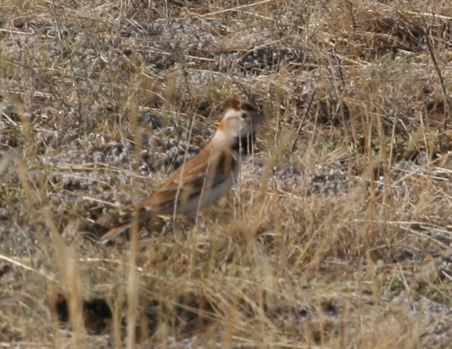 Mongolian Lark