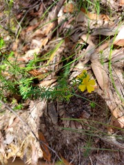 Hibbertia ericifolia