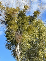 Phoradendron macrophyllum