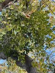 Phoradendron macrophyllum