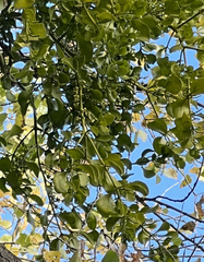 Phoradendron macrophyllum