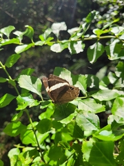 Abisara fylla