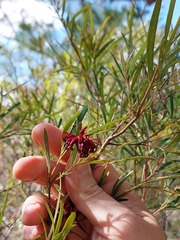 Grevillea diffusa