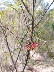 Grevillea diffusa