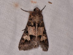 Melipotis agrotoides