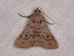 Bleptina caradrinalis