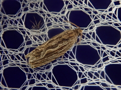 Phaecadophora fimbriata