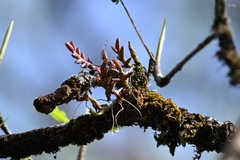 Epidendrum microphyllum