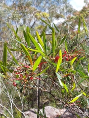 Grevillea oleoides