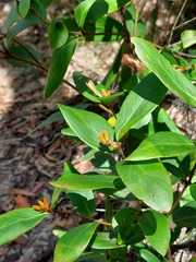 Persoonia laurina