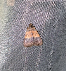 Hydrillodes plicaloides