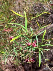 Grevillea diffusa