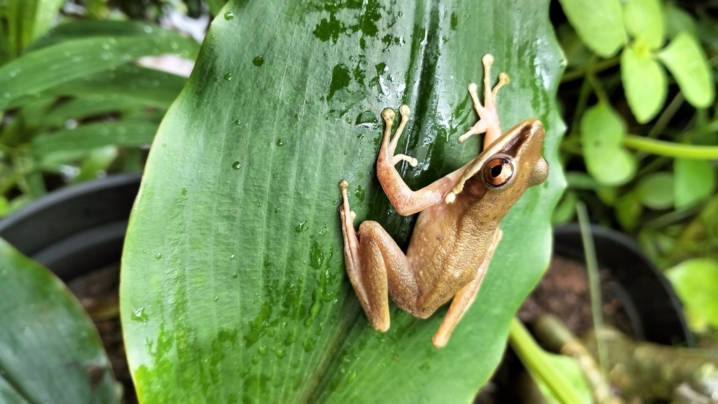 Chalcorana rufipes (Chalcorana rufipes)