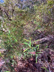 Grevillea diffusa