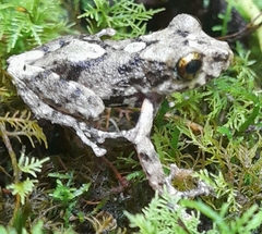 Pristimantis ventrimarmoratus