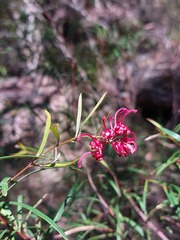 Grevillea diffusa