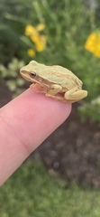 Hyla eximia