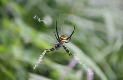 Argiope amoena