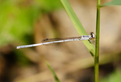 Agriocnemis argentea
