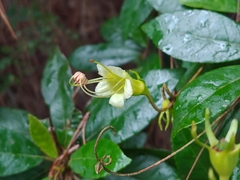 Gesneria pedunculosa