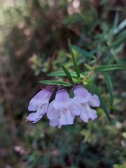 Prostanthera linearis