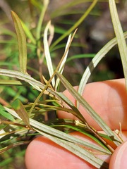 Grevillea diffusa