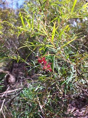 Grevillea diffusa