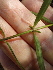 Prostanthera linearis